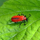cardinal beetle